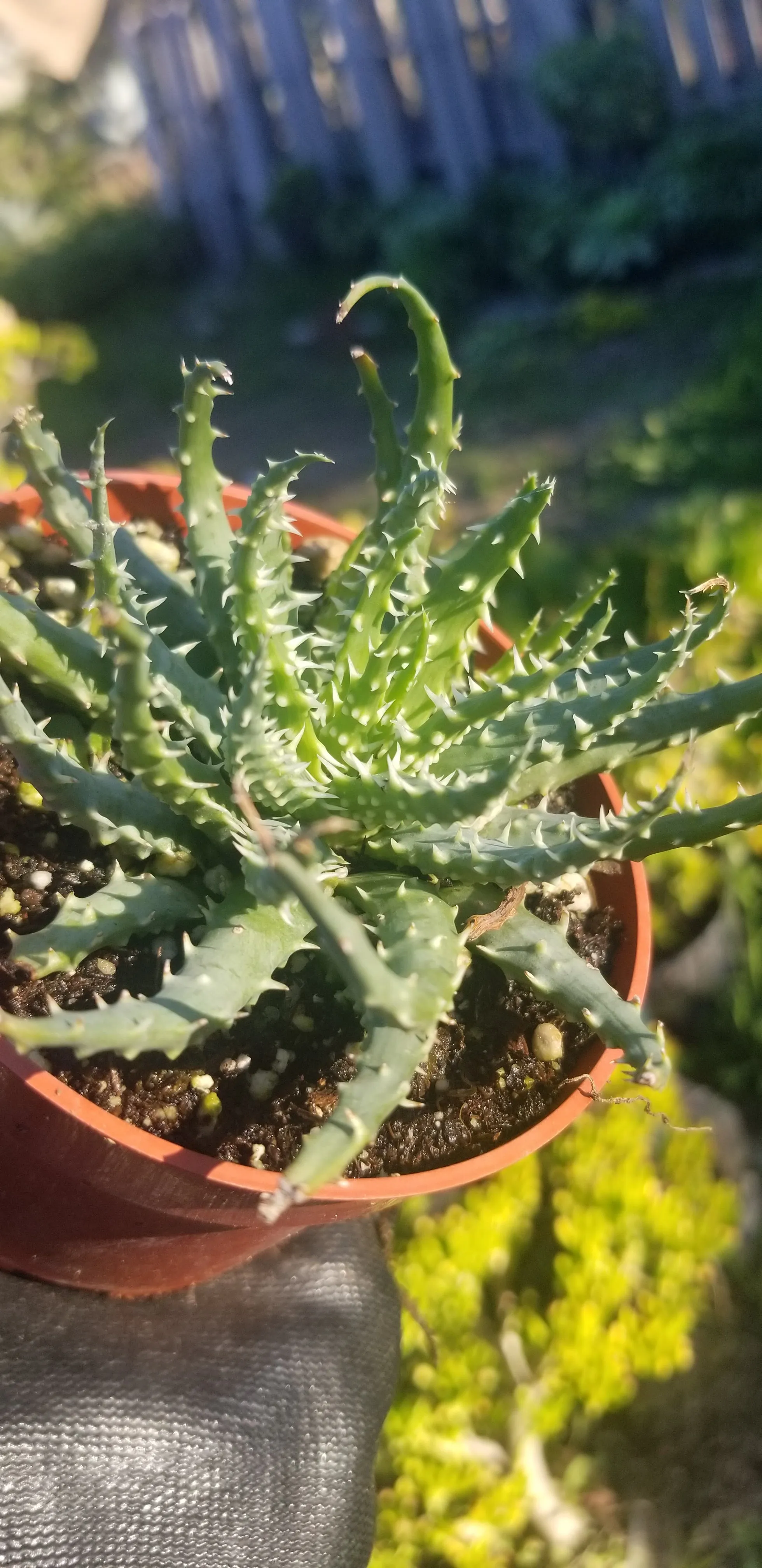 4" Aloe Humilis Compact