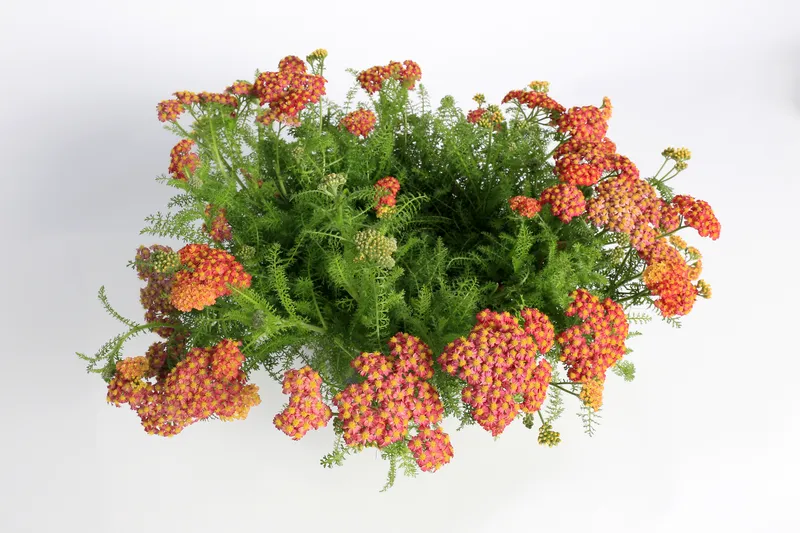 Achillea 'Desert Eve Red' - 9cm Pot  x 3 Plants
