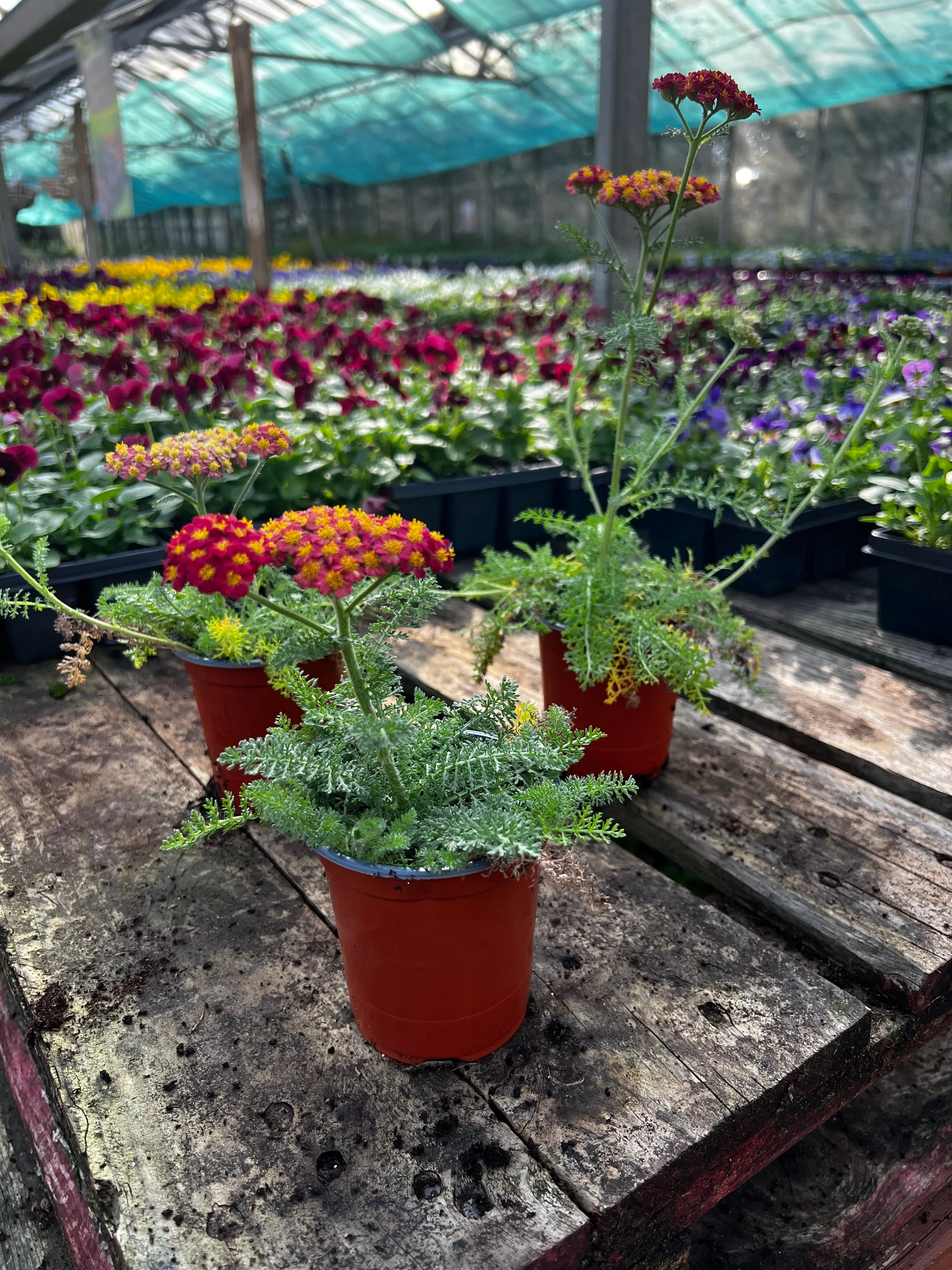 Achillea 'Desert Eve Red' - 9cm Pot  x 3 Plants