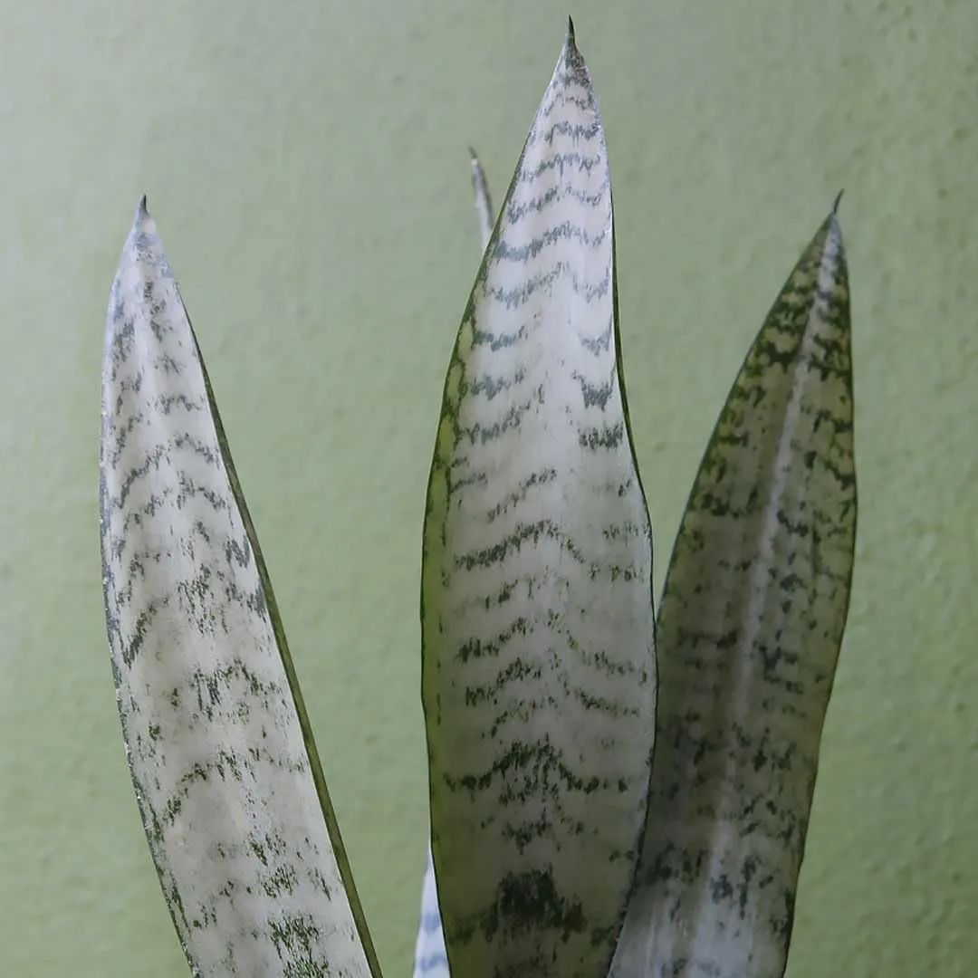 American Plant Exchange Snake Plant, Sansevieria Zeylanica Green, Compact 4-Inch Pot, Stylish Deco Cover Included, Live Indoor Houseplant, Easy to Care, Air Purifying, Perfect for Home Office & Garden