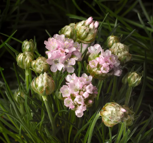 Armeria "Pink" - 9cm Pot  x 3 Plants