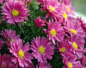 Aster Kickin® Carmine Red Fall Blooming Perennial - Hardy - Gallon Pot