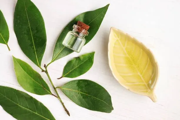 CAMPHOR essential oil