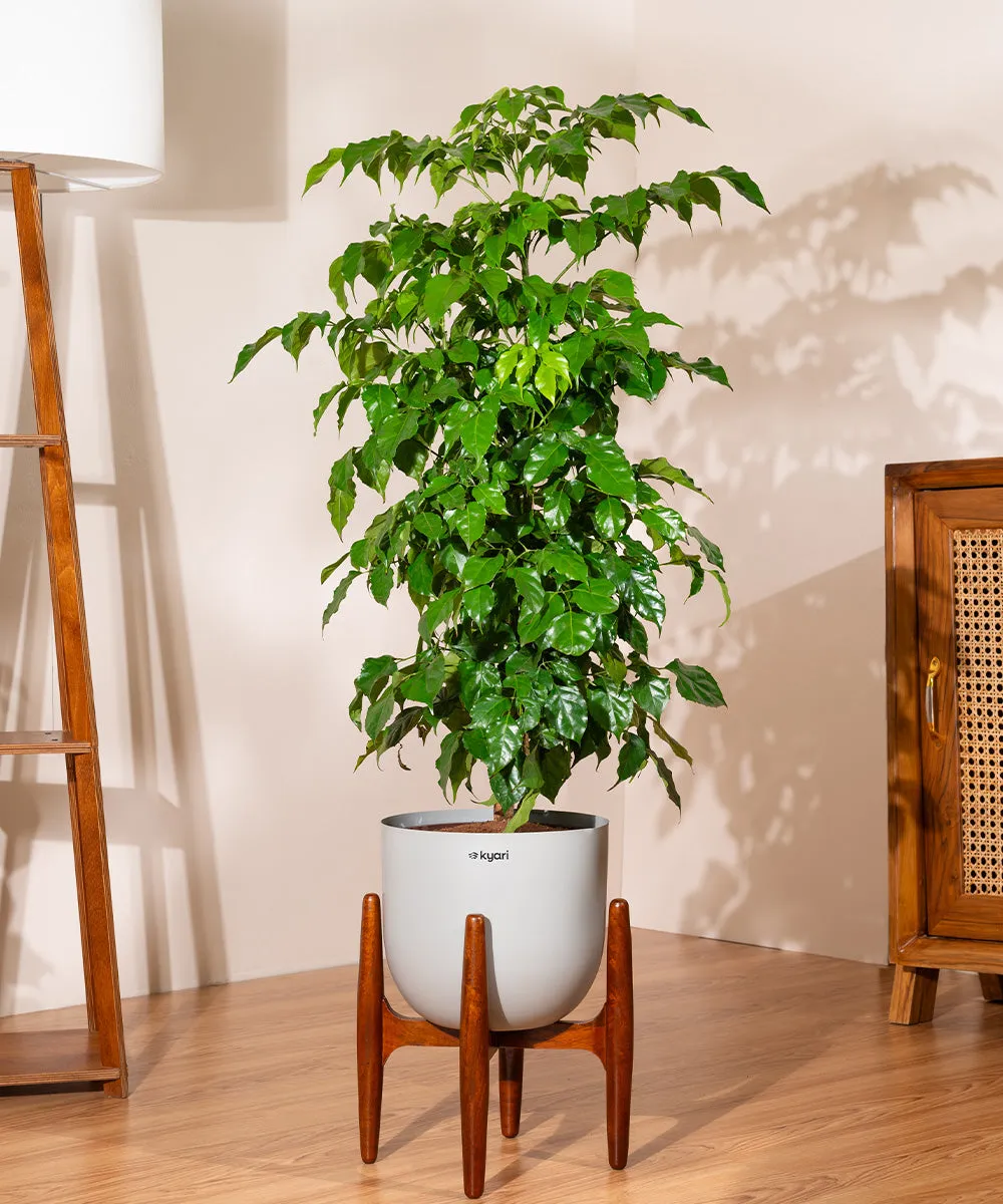 China Doll with Extra Large Metal Self Watering Pot