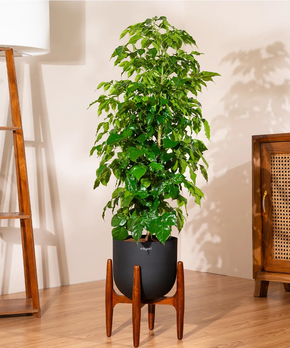 China Doll with Extra Large Metal Self Watering Pot