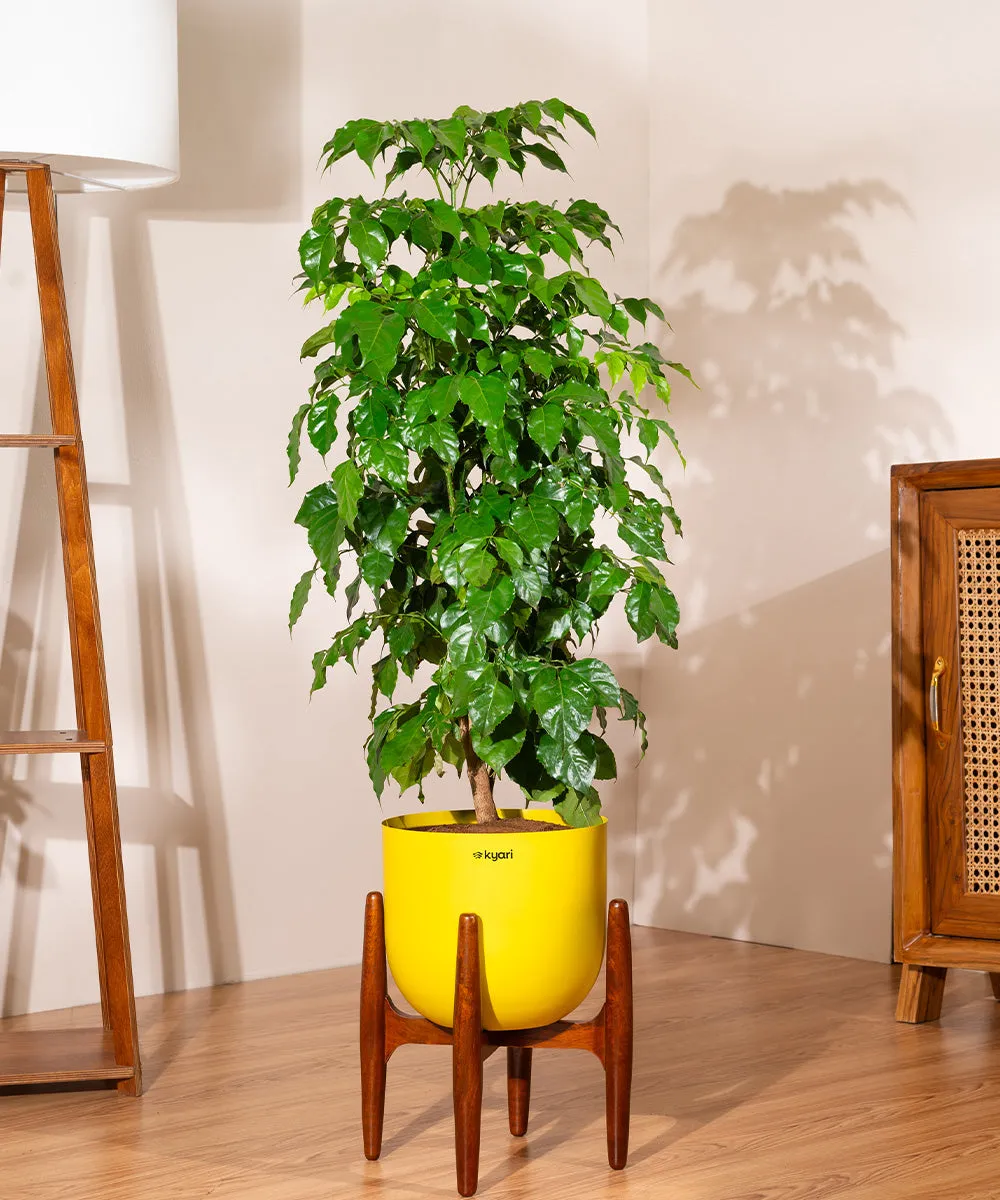 China Doll with Extra Large Metal Self Watering Pot