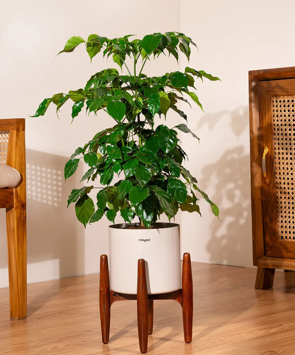China Doll with Large Metal Self Watering Pot