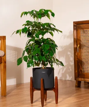 China Doll with Large Metal Self Watering Pot