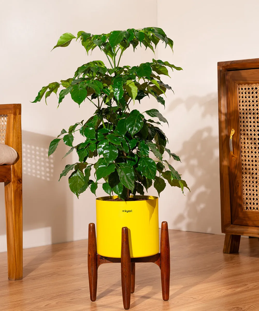 China Doll with Large Metal Self Watering Pot