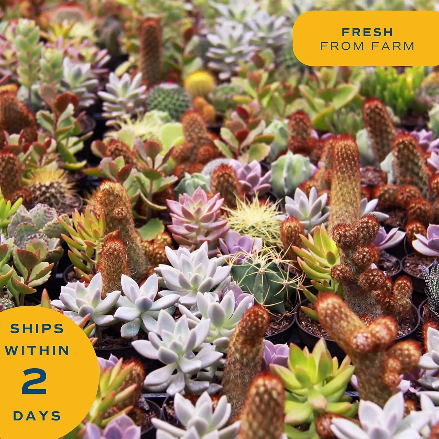 Costa Farms Haworthia Live Plant | Potted in Cute Succulent Pot | 6-Inches Tall | Unique Gift for Housewarming | Home and Living Room Decor