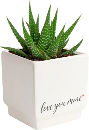 Costa Farms Haworthia Live Plant | Potted in Cute Succulent Pot | 6-Inches Tall | Unique Gift for Housewarming | Home and Living Room Decor
