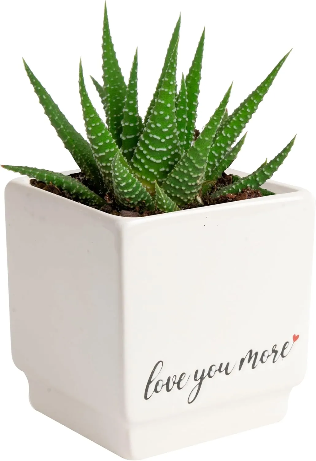 Costa Farms Haworthia Live Plant | Potted in Cute Succulent Pot | 6-Inches Tall | Unique Gift for Housewarming | Home and Living Room Decor