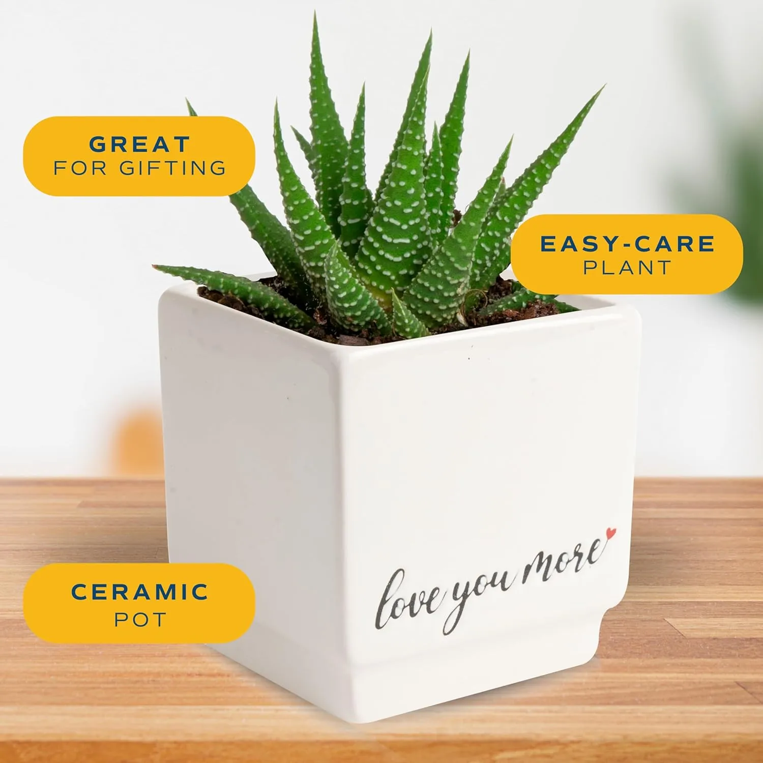 Costa Farms Haworthia Live Plant | Potted in Cute Succulent Pot | 6-Inches Tall | Unique Gift for Housewarming | Home and Living Room Decor