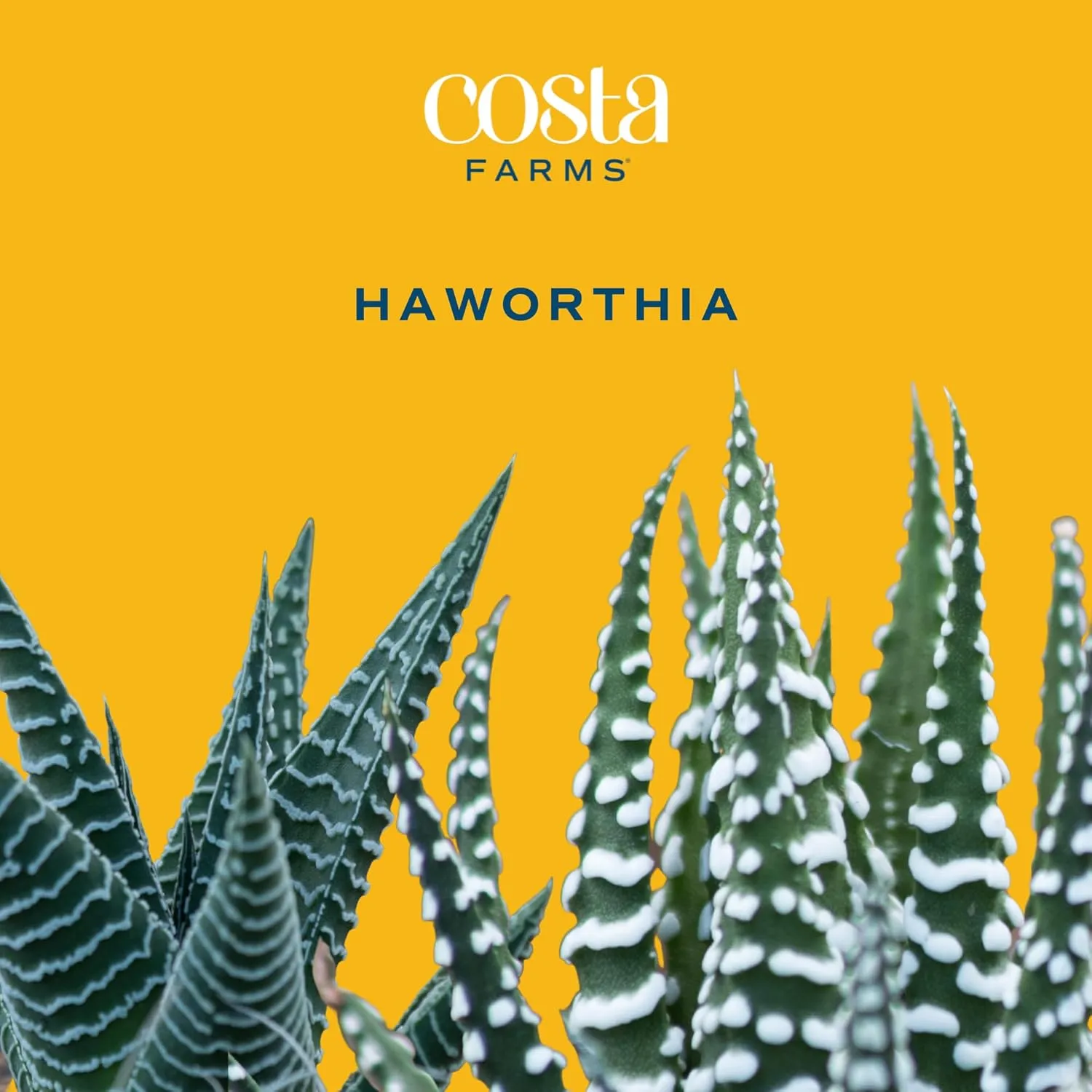 Costa Farms Haworthia Live Plant | Potted in Cute Succulent Pot | 6-Inches Tall | Unique Gift for Housewarming | Home and Living Room Decor