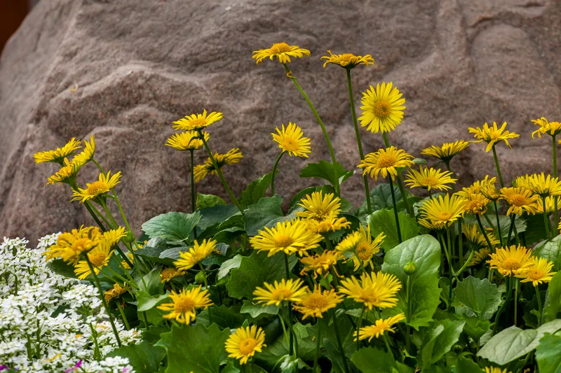 Doronicum 'Leonardo Compact Yellow' - 9cm Pot  x 3 Plants