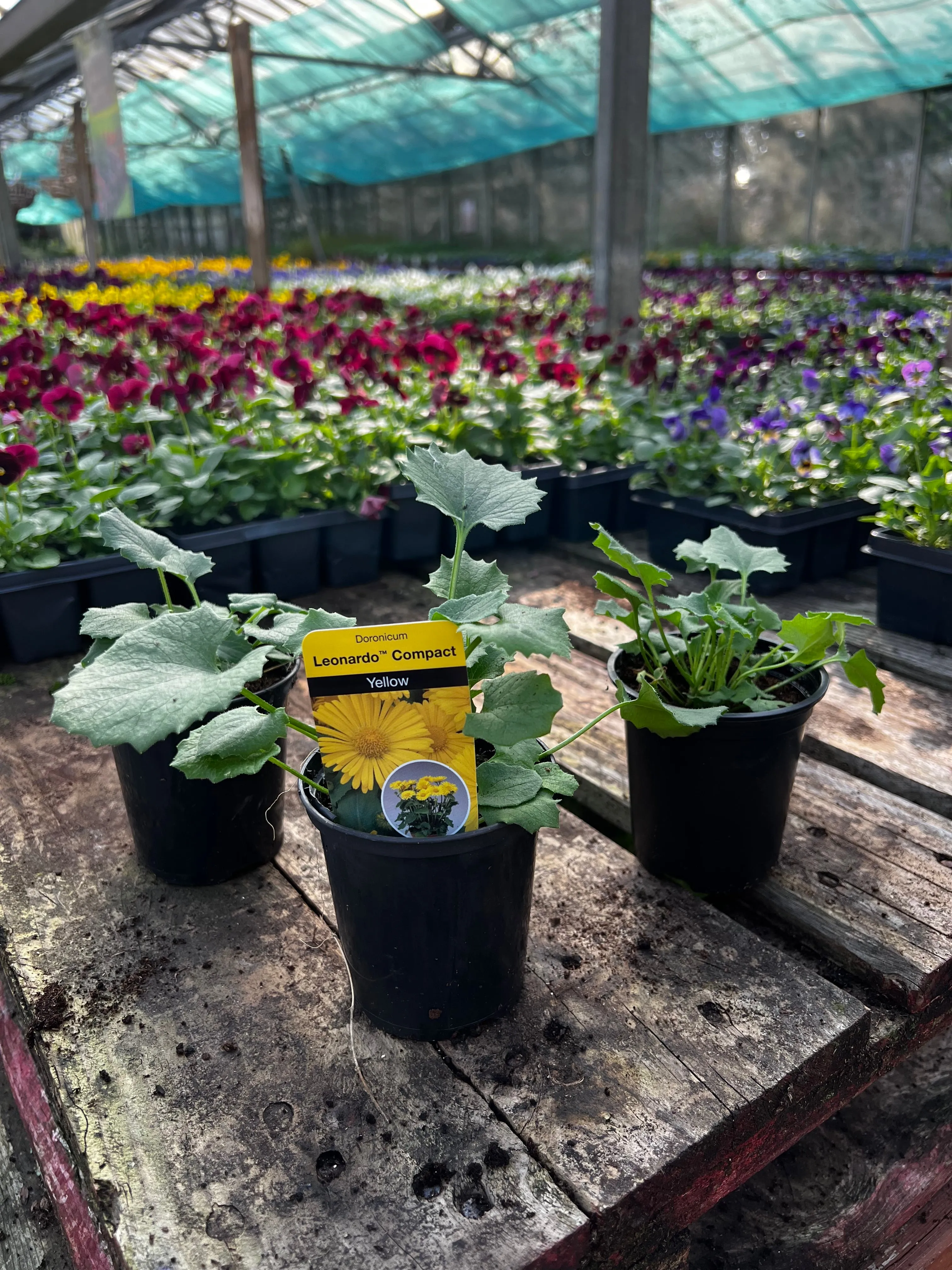 Doronicum 'Leonardo Compact Yellow' - 9cm Pot  x 3 Plants