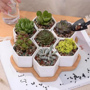 Elenorra Succulent Planter Set