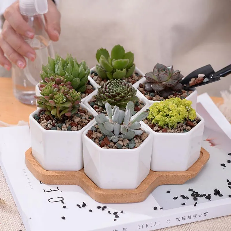Elenorra Succulent Planter Set