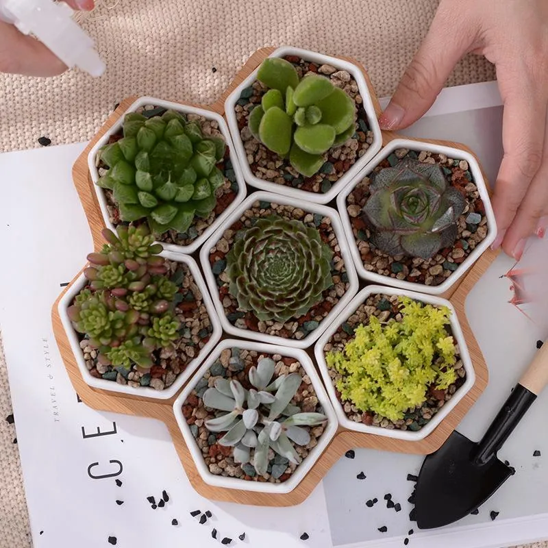 Elenorra Succulent Planter Set