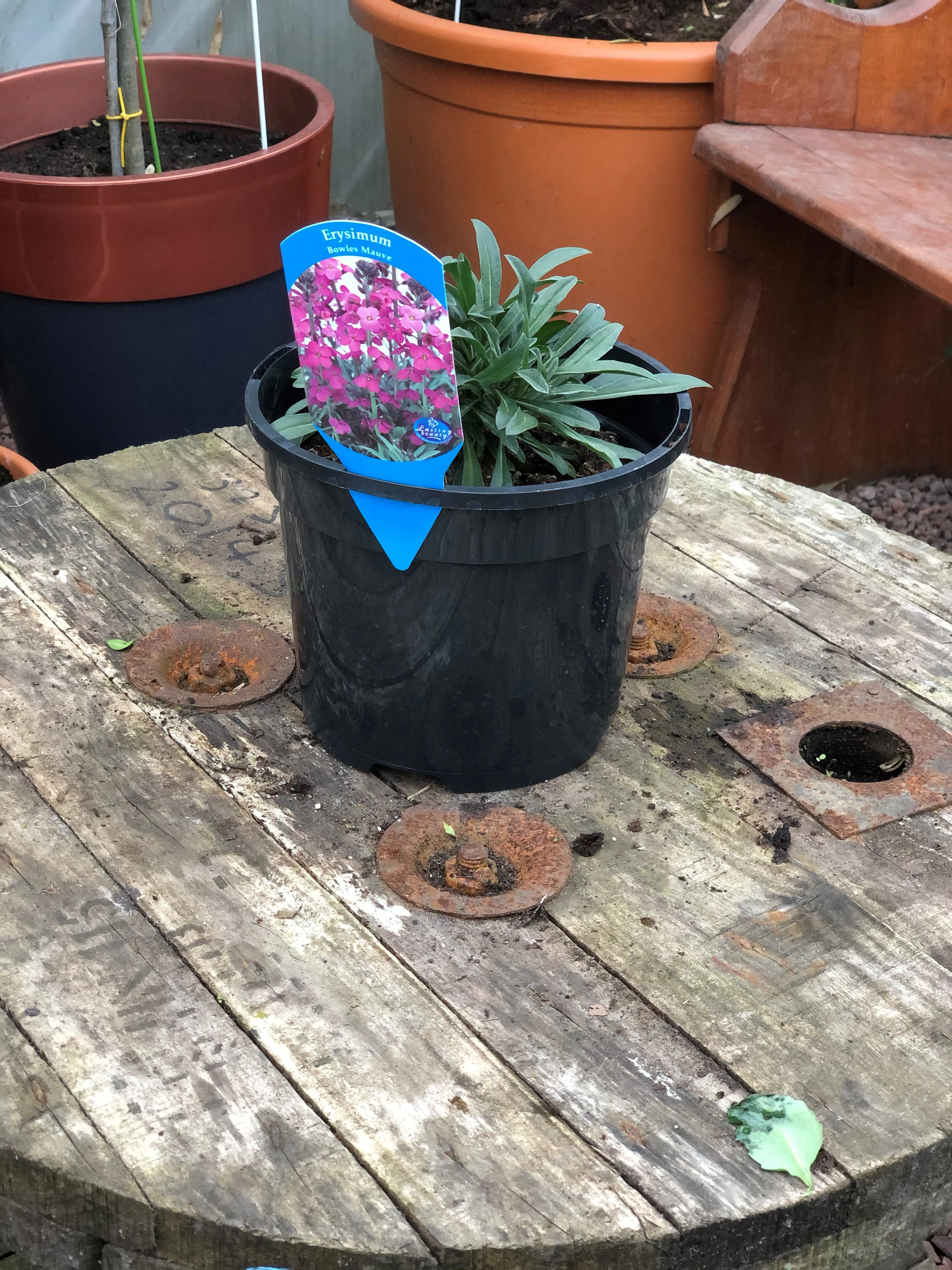 Erysimum "Compact Purple" - 3Ltr