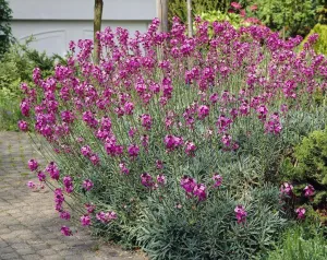 Erysimum "Compact Purple" - 3Ltr