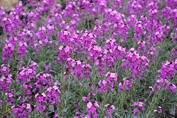 Erysimum "Compact Purple" - 3Ltr