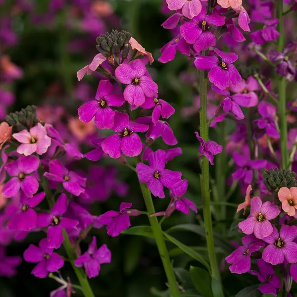 Erysimum "Compact Purple" - 9cm Pot  x 3 Plants