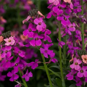 Erysimum "Compact Purple" - 9cm Pot  x 3 Plants