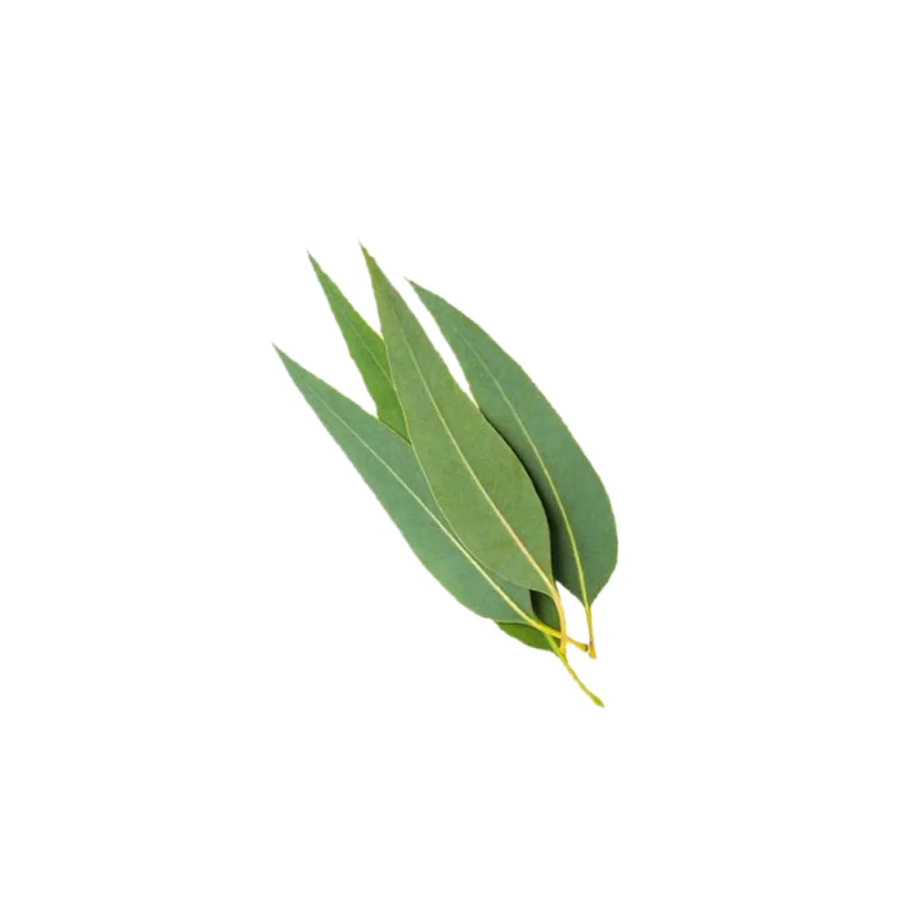 Eucalyptus Essential Oil