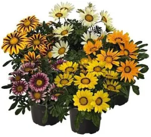 Gazania Zany Mix 250 Seeds