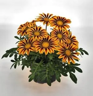 Gazania Zany Orange Flame 250 Seeds