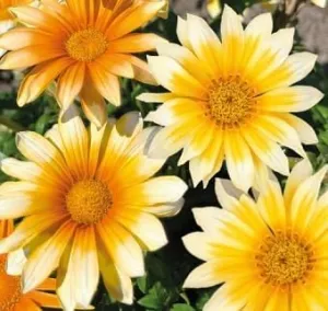 Gazania Zany Sunny Side Up 250 Seeds
