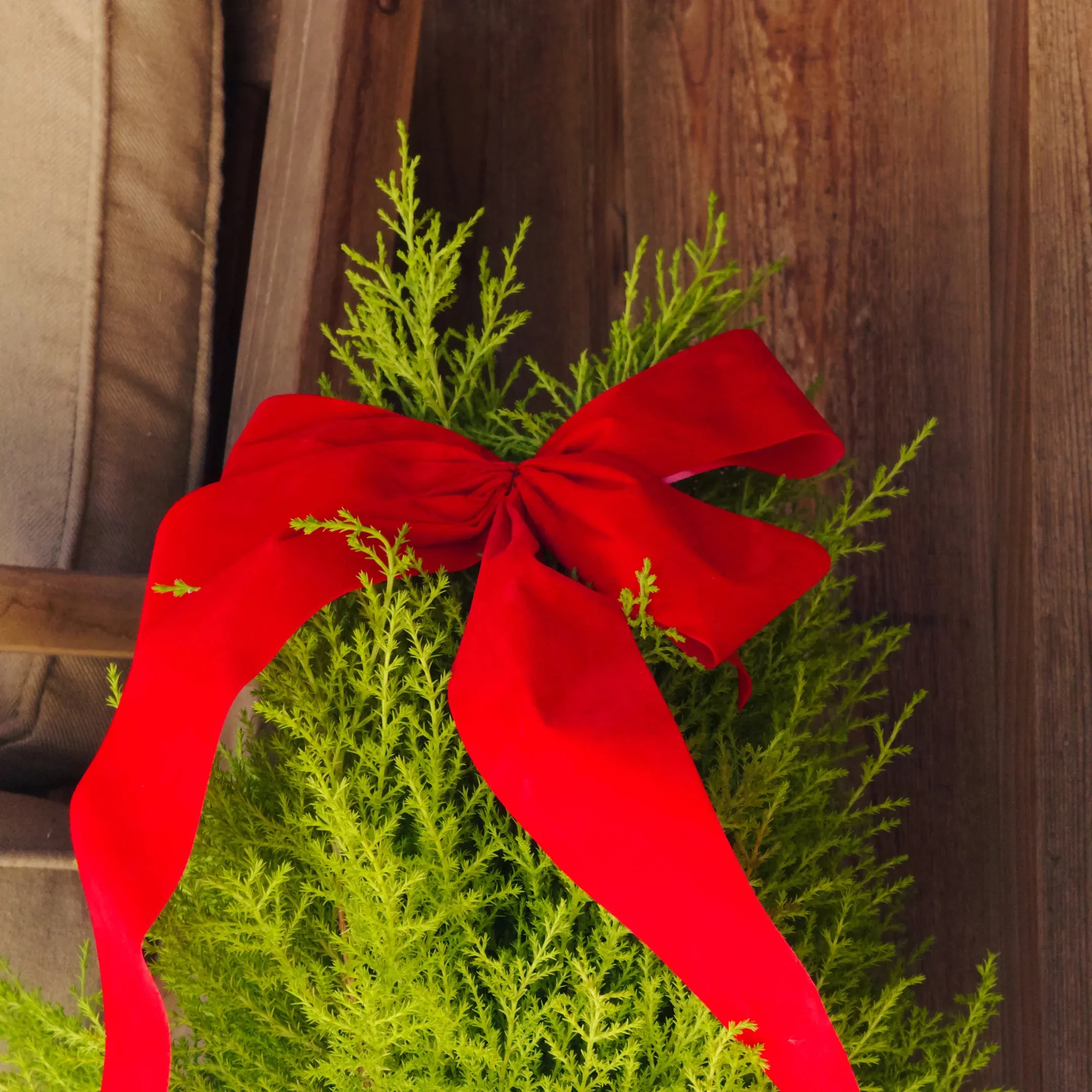 Holiday Golden Cypress