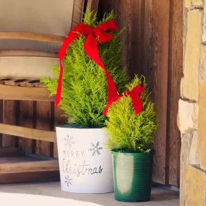Holiday Golden Cypress