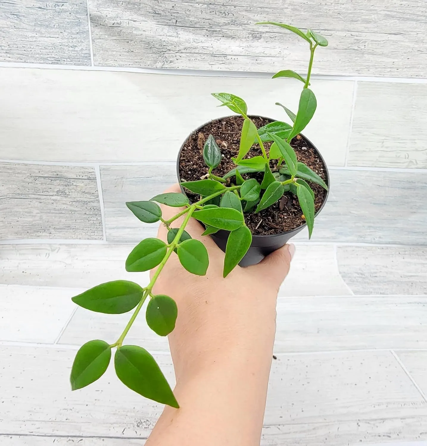 Hoya Bella Lanceolata 4-Inch Nursery Pot - Live Rare Exotic Tropical Indoor Plants, Easy to Grow Houseplants, Perfect Housewarming Decoration Gift for Home or Office by 3exoticgreen