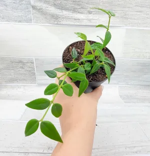 Hoya Bella Lanceolata 4-Inch Nursery Pot - Live Rare Exotic Tropical Indoor Plants, Easy to Grow Houseplants, Perfect Housewarming Decoration Gift for Home or Office by 3exoticgreen