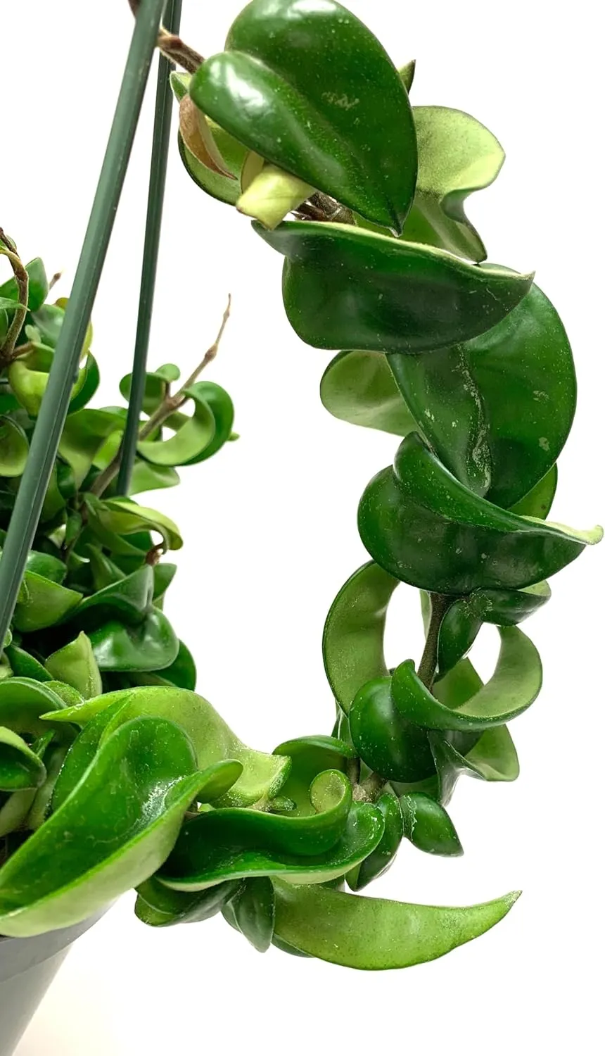Hoya Compacta aka Hoya Hindu Rope Available in 2", 4", and 6" Pot Live Hoya Plant Air-Purifying Plant (Hoya Compacta, 4" Pot with 2 Plants)
