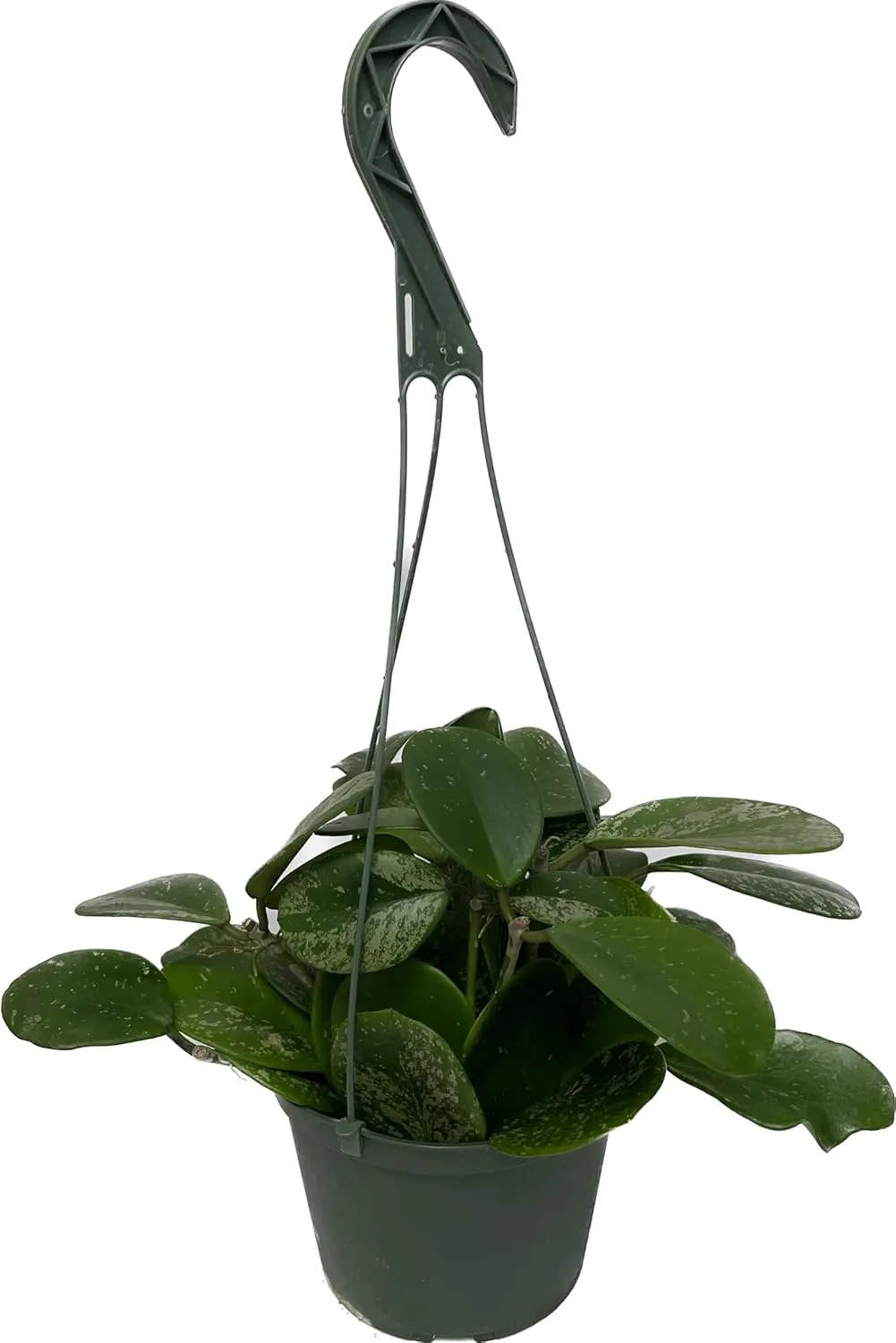 Hoya Obovata Spalsh Available in 2" Pot, 4" Pot, and 6" Hanging Pot Hoya Live Plants Live Houseplants California Seller (2 Small Plants, 4" Pot)