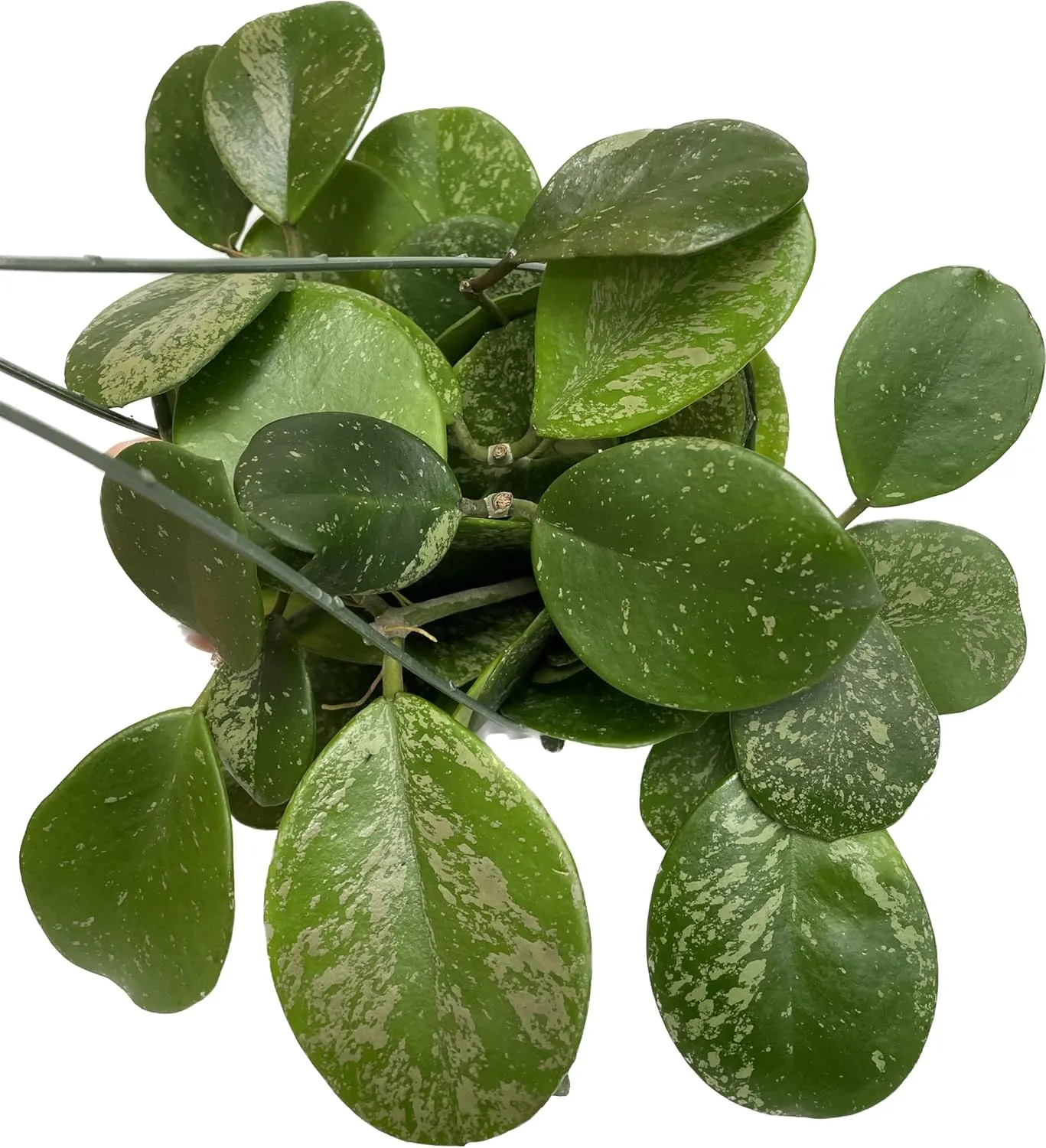 Hoya Obovata Spalsh Available in 2" Pot, 4" Pot, and 6" Hanging Pot Hoya Live Plants Live Houseplants California Seller (2 Small Plants, 4" Pot)