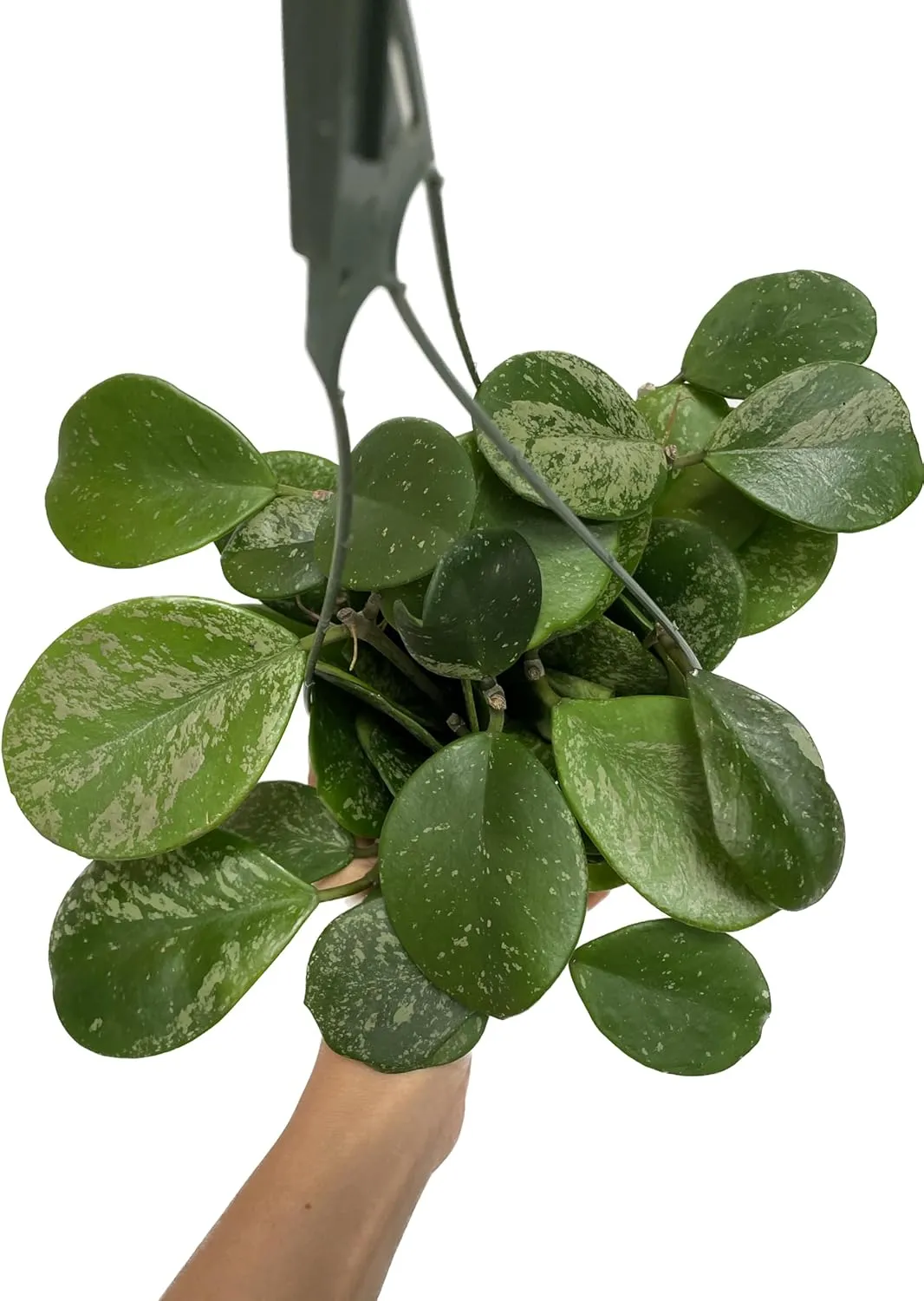 Hoya Obovata Spalsh Available in 2" Pot, 4" Pot, and 6" Hanging Pot Hoya Live Plants Live Houseplants California Seller (2 Small Plants, 4" Pot)