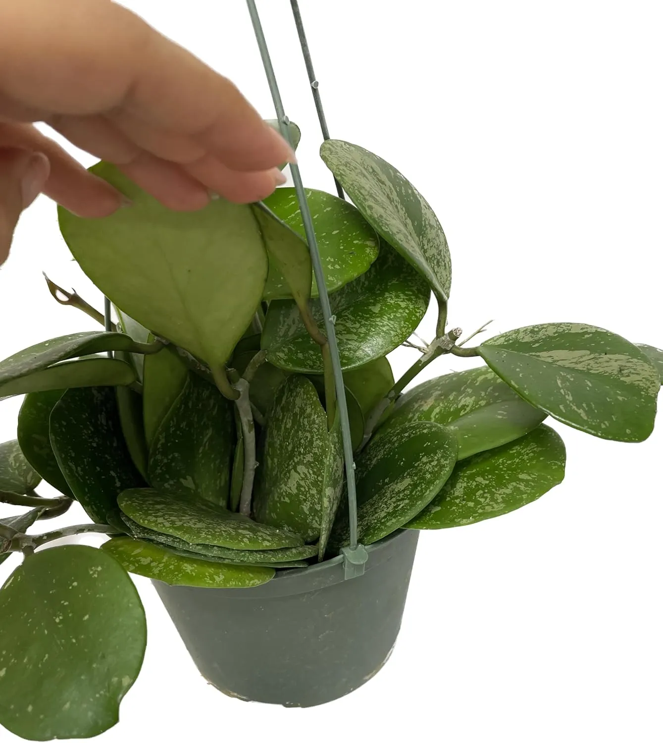 Hoya Obovata Spalsh Available in 2" Pot, 4" Pot, and 6" Hanging Pot Hoya Live Plants Live Houseplants California Seller (2 Small Plants, 4" Pot)