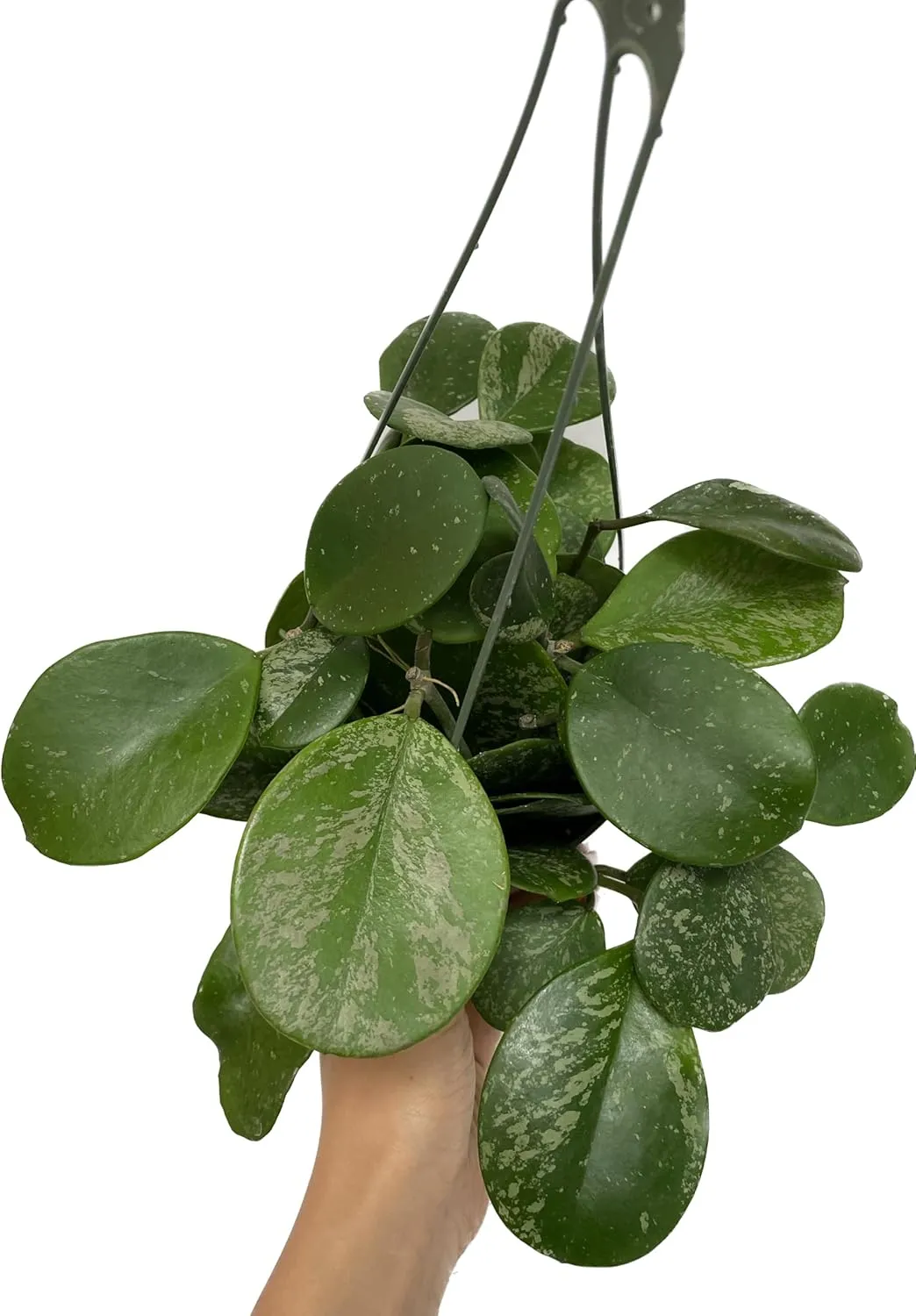 Hoya Obovata Spalsh Available in 2" Pot, 4" Pot, and 6" Hanging Pot Hoya Live Plants Live Houseplants California Seller (2 Small Plants, 4" Pot)
