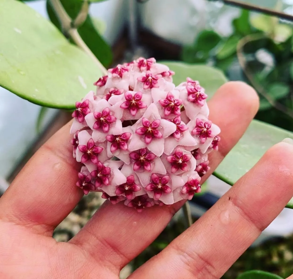 Hoya Obovata Spalsh Available in 2" Pot, 4" Pot, and 6" Hanging Pot Hoya Live Plants Live Houseplants California Seller (2 Small Plants, 4" Pot)