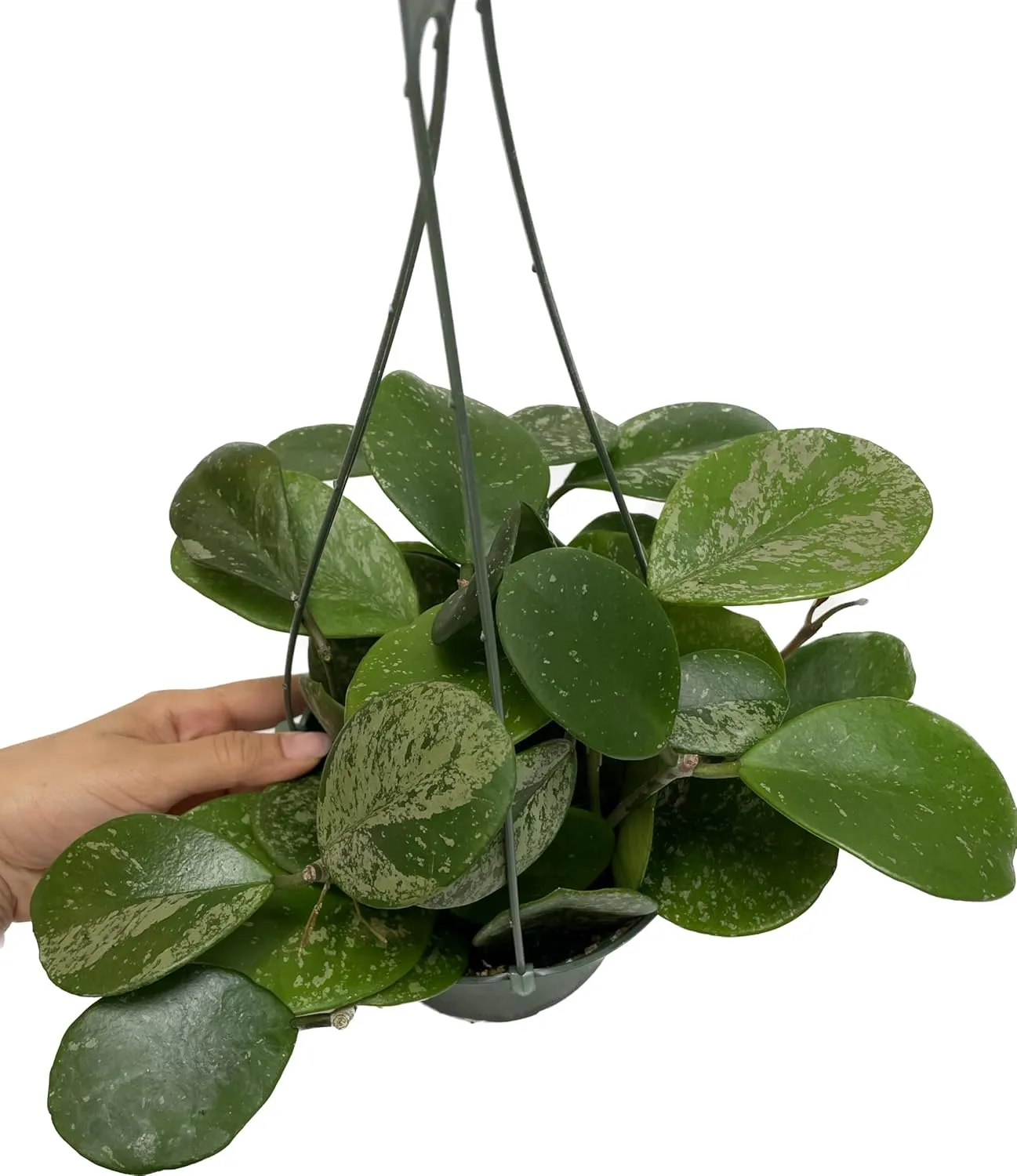 Hoya Obovata Spalsh Available in 2" Pot, 4" Pot, and 6" Hanging Pot Hoya Live Plants Live Houseplants California Seller (2 Small Plants, 4" Pot)