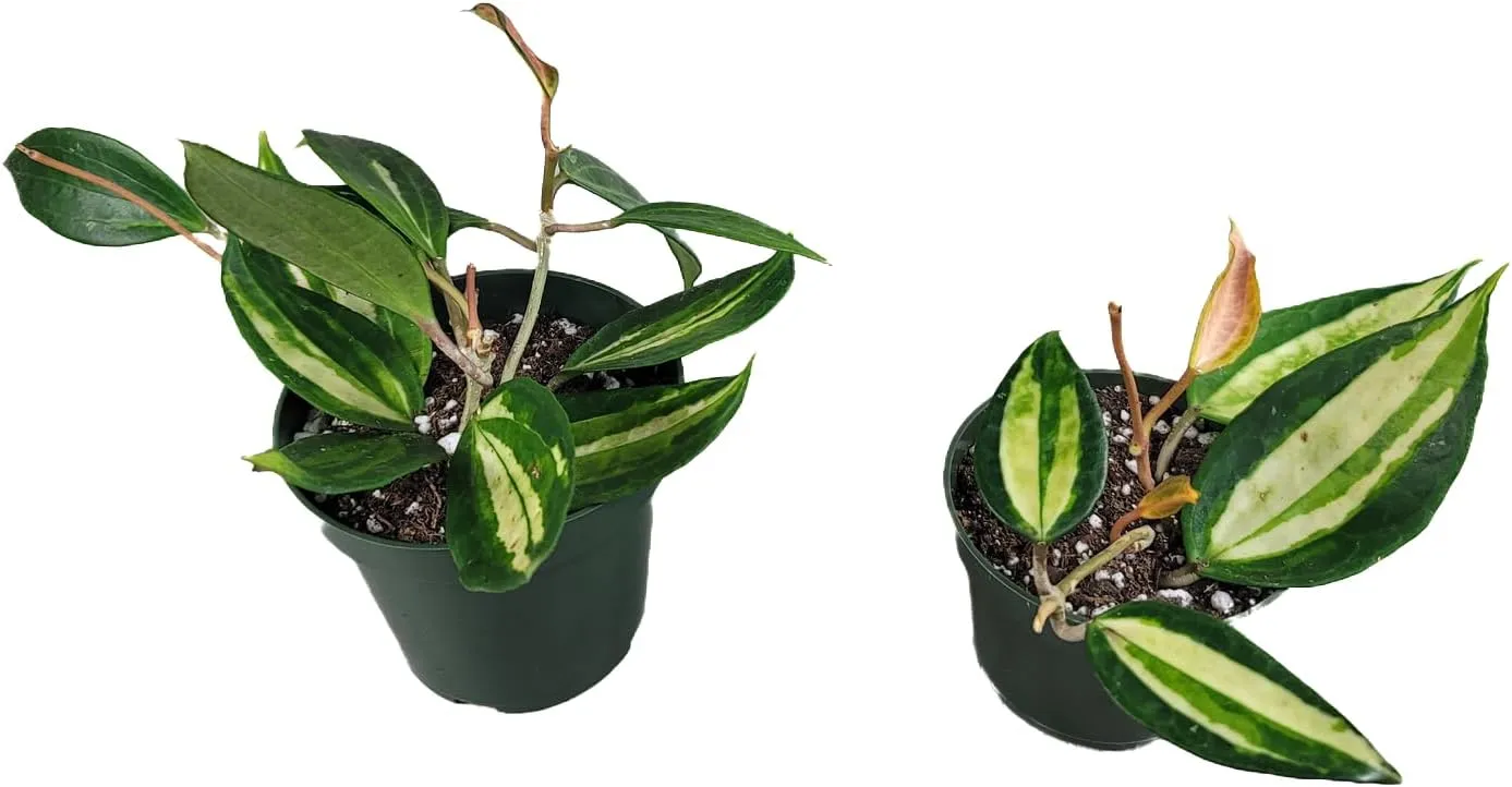 Hoya Pot of Gold - Inner Variegated Hoya Latifolia FKA Macrophylla Inner Variegated - Available in 3.5", 4.5" Pot & 6" Pot - Hoya Plants Live Houseplants (1 Small Plant, 3.5" Pot)