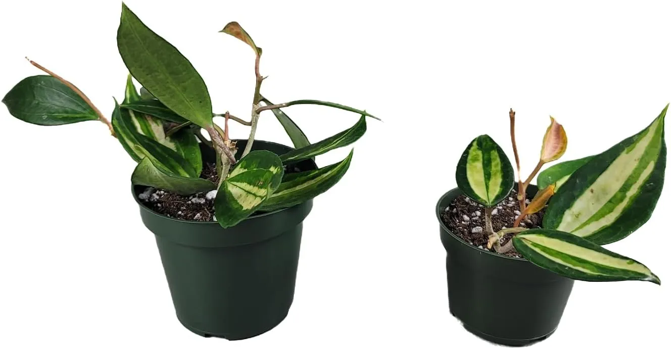 Hoya Pot of Gold - Inner Variegated Hoya Latifolia FKA Macrophylla Inner Variegated - Available in 3.5", 4.5" Pot & 6" Pot - Hoya Plants Live Houseplants (1 Small Plant, 3.5" Pot)