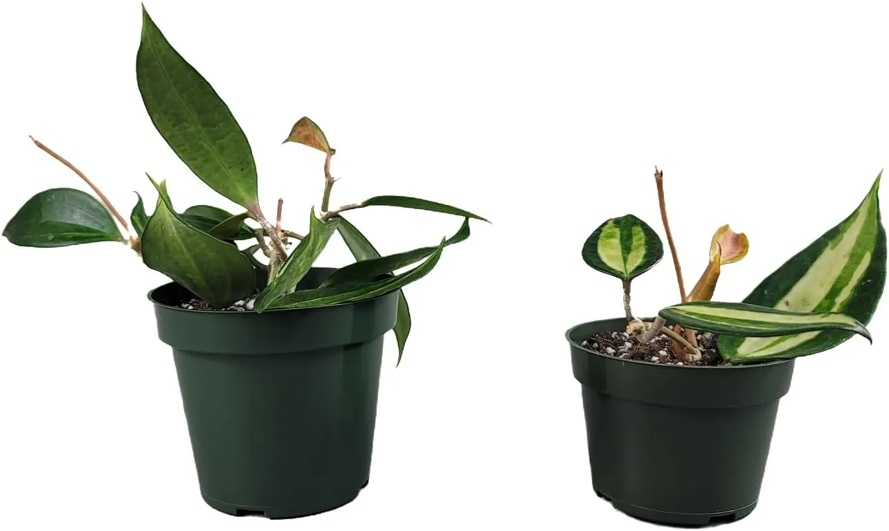 Hoya Pot of Gold - Inner Variegated Hoya Latifolia FKA Macrophylla Inner Variegated - Available in 3.5", 4.5" Pot & 6" Pot - Hoya Plants Live Houseplants (1 Small Plant, 3.5" Pot)
