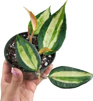 Hoya Pot of Gold - Inner Variegated Hoya Latifolia FKA Macrophylla Inner Variegated - Available in 3.5", 4.5" Pot & 6" Pot - Hoya Plants Live Houseplants (1 Small Plant, 3.5" Pot)