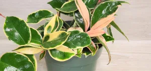 Hoya Tricolor Carnosa Krimson Queen Variegated Live Houseplants - Indoor Plants in 4 Inch Pot by 3exoticgreen | Rare Fully Rooted Plants Live Houseplants