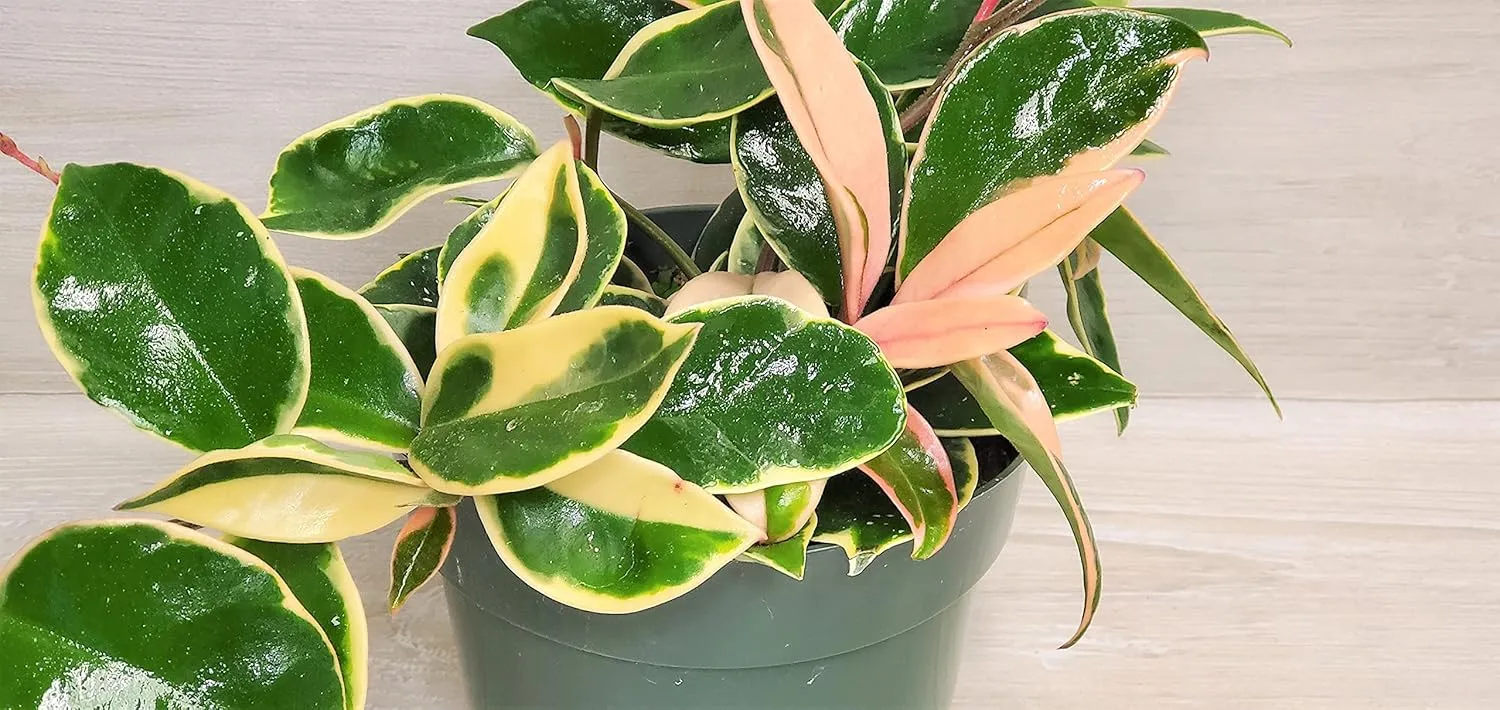 Hoya Tricolor Carnosa Krimson Queen Variegated Live Houseplants - Indoor Plants in 4 Inch Pot by 3exoticgreen | Rare Fully Rooted Plants Live Houseplants